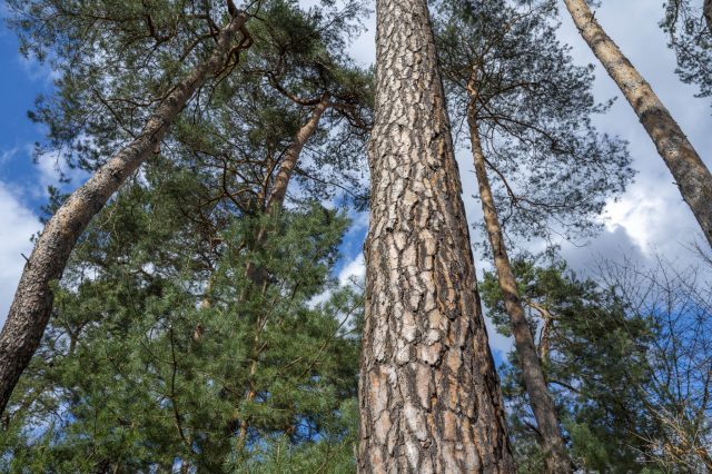 Kiefern wachsen hoch in den Himmel hinauf